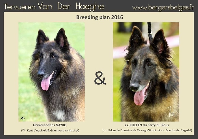 Van Der Haeghe - Naissance prévue mi-octobre 2016